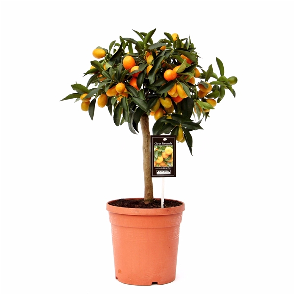 <h4>Citrus Kumquat</h4>