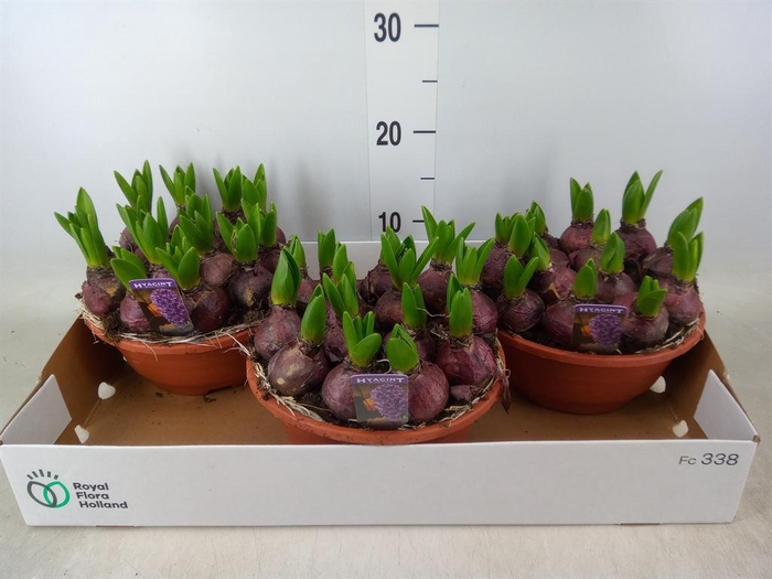 <h4>Hyacinthus orie. 'Pearl Blue'</h4>