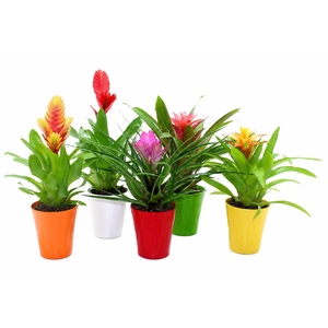 Bromelia Adventure Gemengd 10.5cm Coco (Met Hoes)