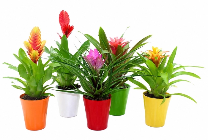 <h4>Bromelia Adventure Gemengd 10.5cm Coco (Met Hoes)</h4>