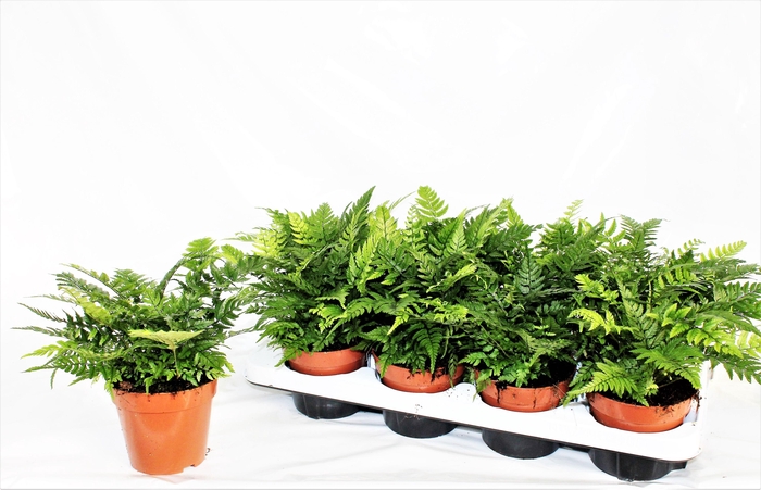 <h4>ATHYRIUM OV</h4>