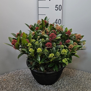 Skimmia japonica 'Trio-Colour' Schaal