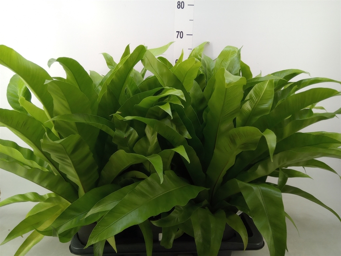 <h4>Asplenium antiquum</h4>