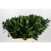 Ruscus Hypophyllum