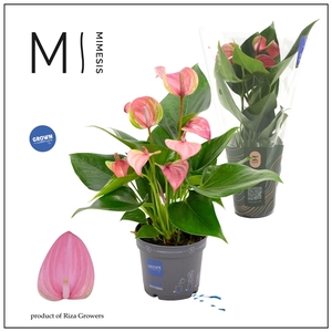 Mimesis Anthurium KARMA Joli - 9cm