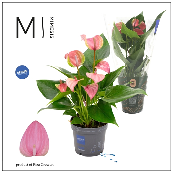 <h4>Mimesis Anthurium KARMA Joli - 9cm</h4>