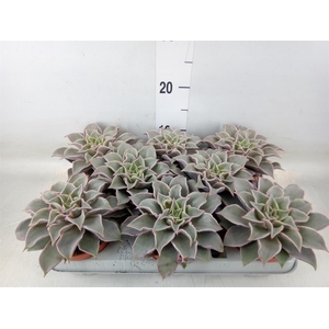 Echeveria   ...