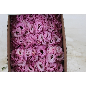 LISIANTHUS FLOR ROSA
