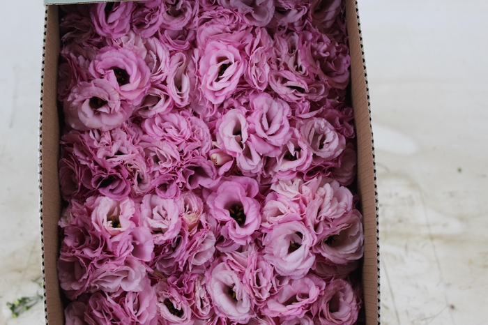 LISIANTHUS FLOR ROSA