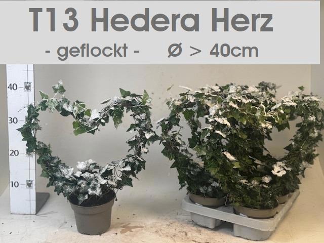 <h4>HED HE OV GROEN</h4>