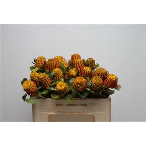 Banksia Coccinea Yellow