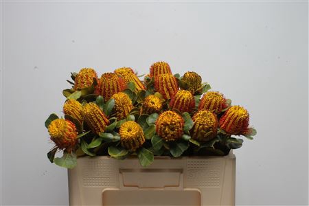 <h4>Banksia Coccinea Yellow</h4>