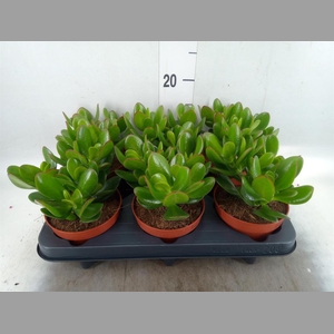 Crassula  'Magical Tree'