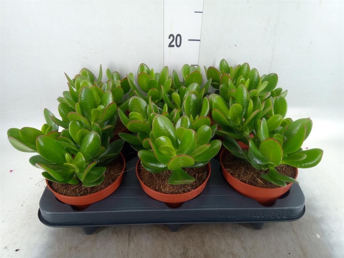 <h4>Crassula  'Magical Tree'</h4>