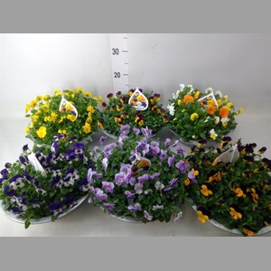 Viola corn.   ...mix