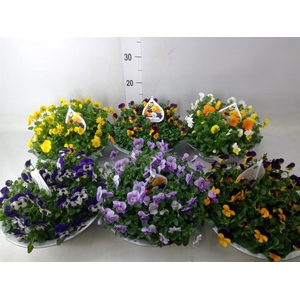 Viola corn.   ...mix