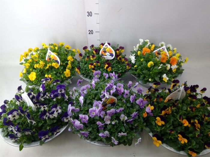 <h4>Viola corn.   ...mix</h4>