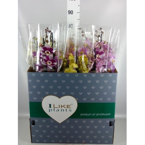 Phalaenopsis   ...mix