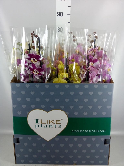 <h4>Phalaenopsis   ...mix</h4>