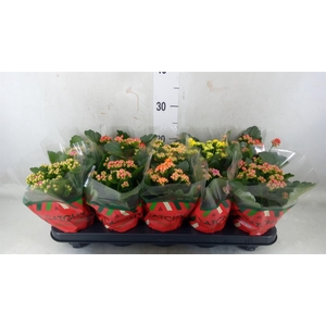 Kalanchoe blos.   ..rosebud mix  5