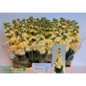 MATTH STOX YELLOW