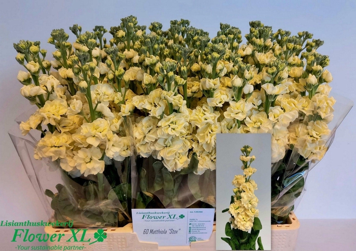 <h4>MATTH STOX YELLOW</h4>