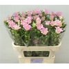 Campanula Cham Pink