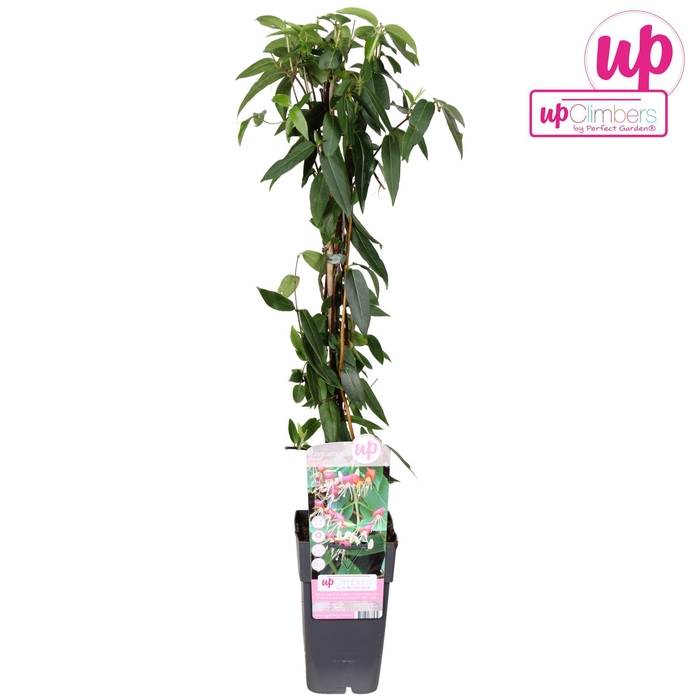 <h4>Lonicera henryi</h4>