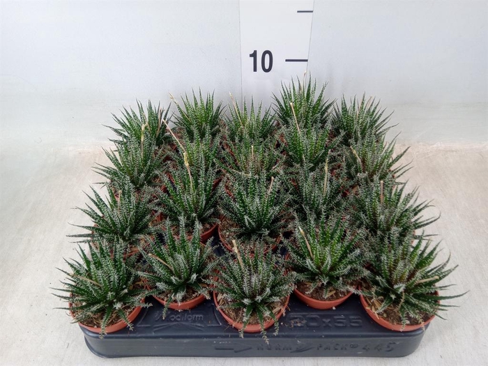 <h4>Haworthia ...</h4>