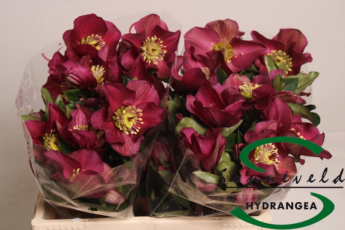 <h4>HELL AAR SARA RED</h4>