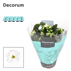 Kalanchoe Decorum - White