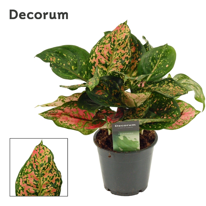 <h4>Aglaonema Amanyance 12 cm (Decorum)</h4>