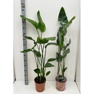 STRELITZIA NICOLAI