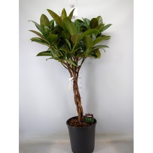 Ficus elastica 'Melany'