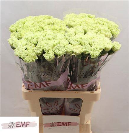 <h4>Di St Alessandria</h4>