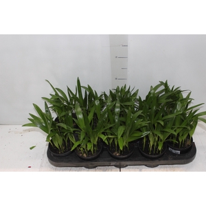 ARECA BAMBU P11