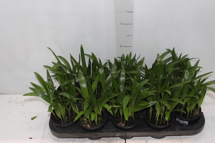 <h4>ARECA BAMBU P11</h4>