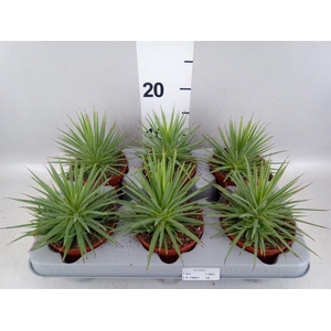 Agave stricta 'Nana'
