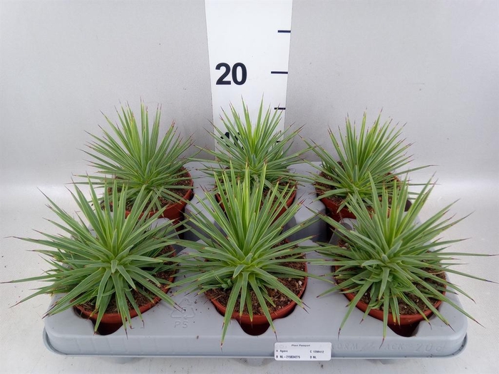 <h4>Agave stricta 'Nana'</h4>