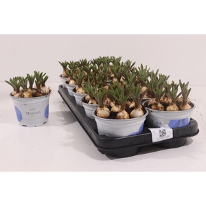!! PROMO !! MUSCARI ARMENIACUM BLUE P12