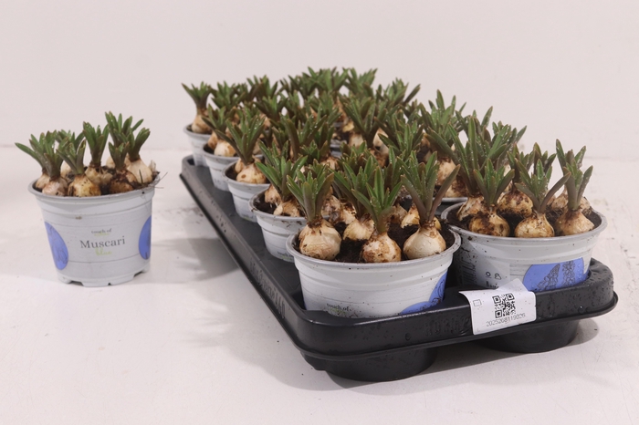 <h4>!! PROMO !! MUSCARI ARMENIACUM BLUE P12</h4>