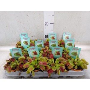 Dionaea muscipula