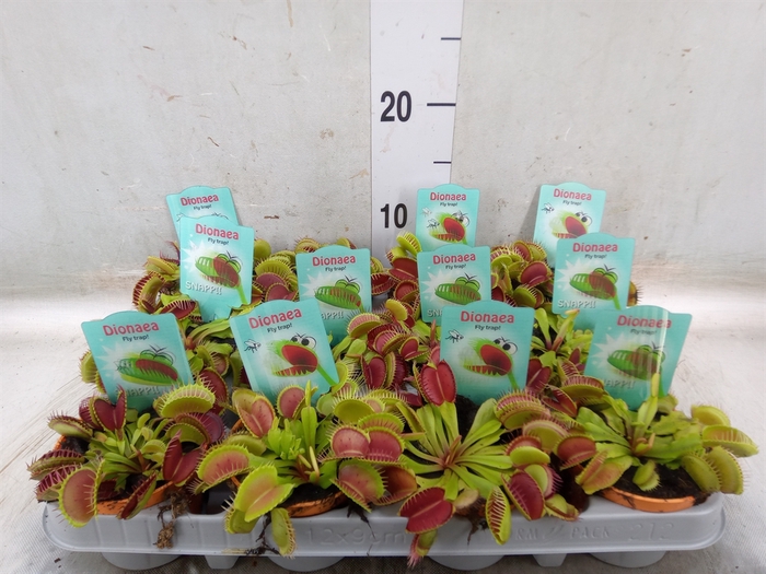 <h4>Dionaea muscipula</h4>