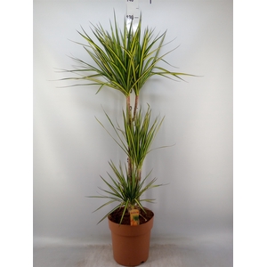 Dracaena marg. 'Sunray'