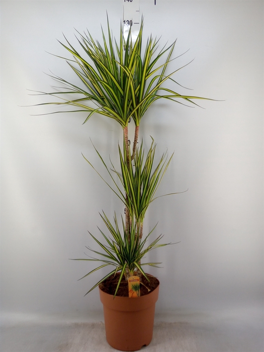 <h4>Dracaena marg. 'Sunray'</h4>