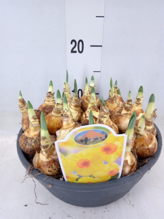 <h4>Narcissus   ...</h4>