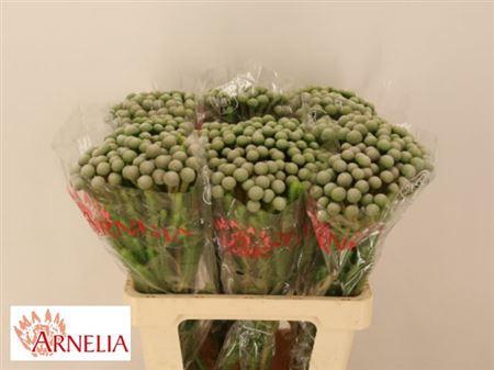 <h4>Kaaps Brunia Ayobe Silver Moon</h4>