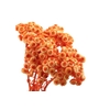 Immortelle Orange