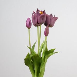 AF Tulip Bundle x5 L45cm Aube