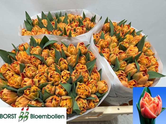 <h4>TU DU VALDIVIA</h4>